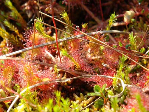 Foto Drosera Rotundifolium (c) Petru Goja